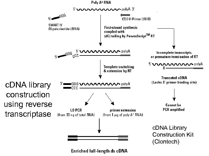 c. DNA library construction using reverse transcriptase c. DNA Library Construction Kit (Clontech) 