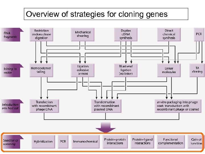 Overview of strategies for cloning genes 