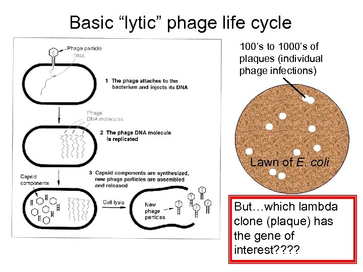 Basic “lytic” phage life cycle 100’s to 1000’s of plaques (individual phage infections) Lawn