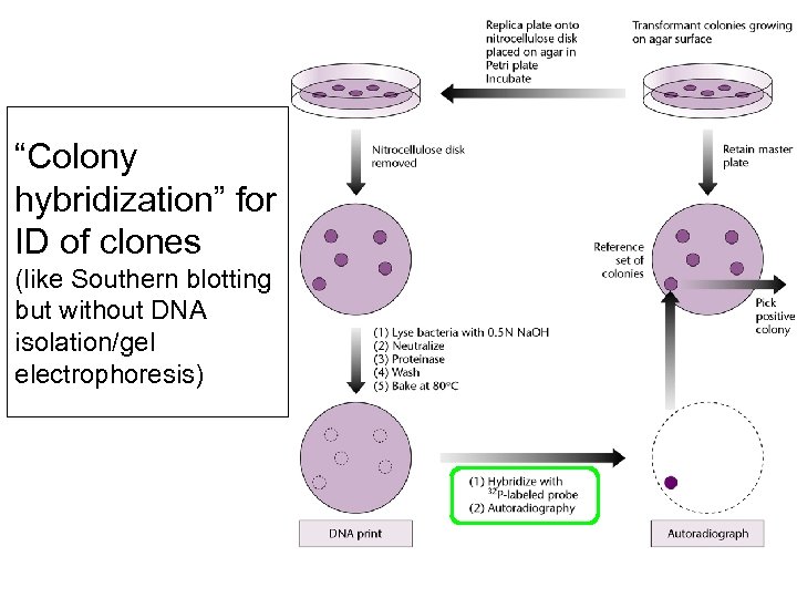 “Colony hybridization” for ID of clones (like Southern blotting but without DNA isolation/gel electrophoresis)