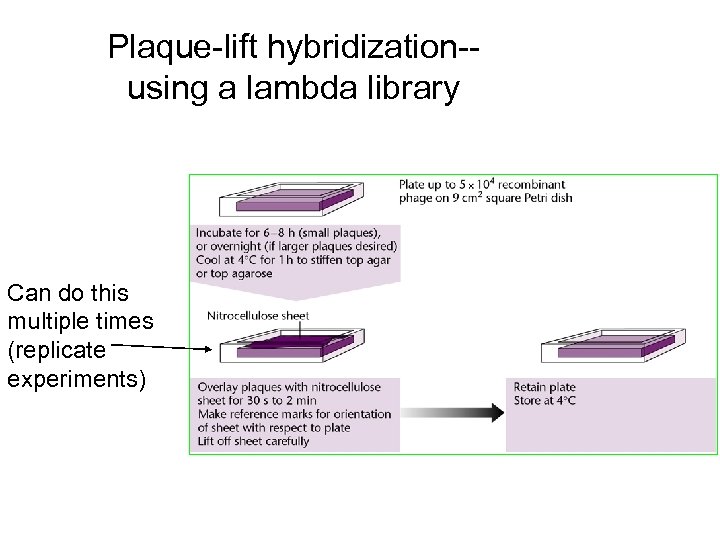 Plaque-lift hybridization-using a lambda library Can do this multiple times (replicate experiments) 