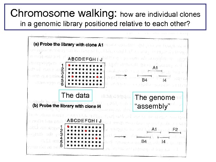 Chromosome walking: how are individual clones in a genomic library positioned relative to each