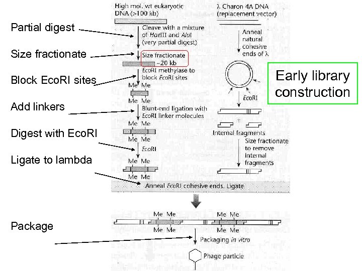 Partial digest Size fractionate Block Eco. RI sites Add linkers Digest with Eco. RI