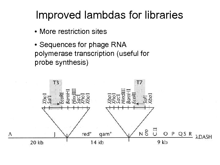 Improved lambdas for libraries • More restriction sites • Sequences for phage RNA polymerase