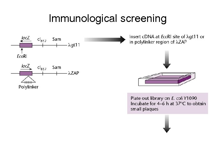 Immunological screening 