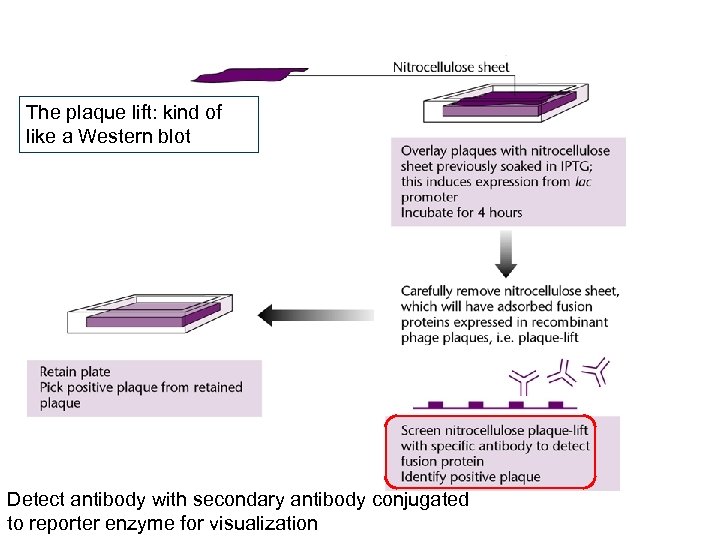 The plaque lift: kind of like a Western blot Detect antibody with secondary antibody