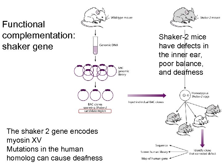 Functional complementation: shaker gene The shaker 2 gene encodes myosin XV Mutations in the