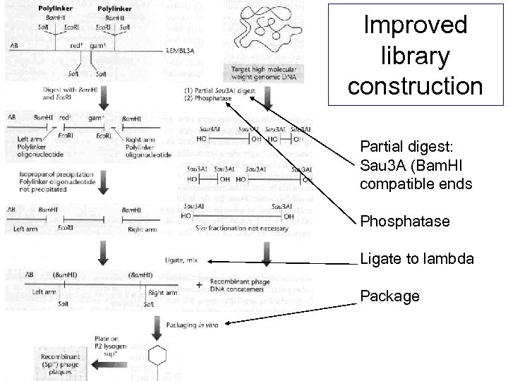 Improved library construction Partial digest: Sau 3 A (Bam. HI compatible ends Phosphatase Ligate