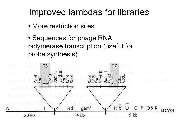 Improved lambdas for libraries • More restriction sites • Sequences for phage RNA polymerase