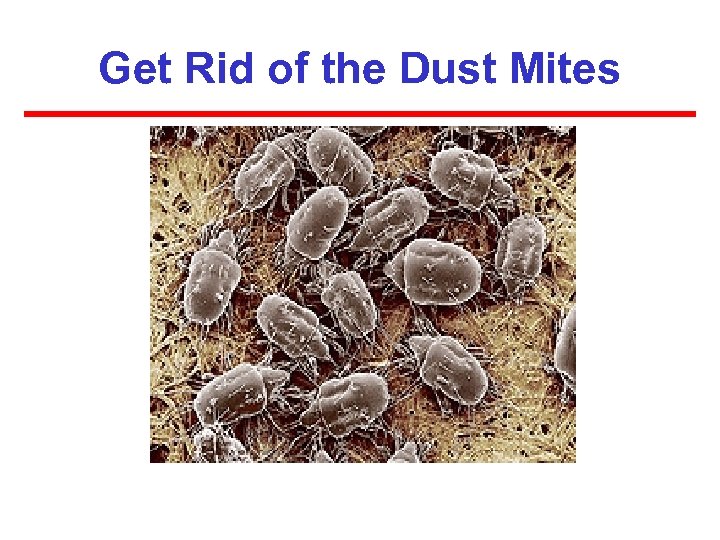 Get Rid of the Dust Mites 