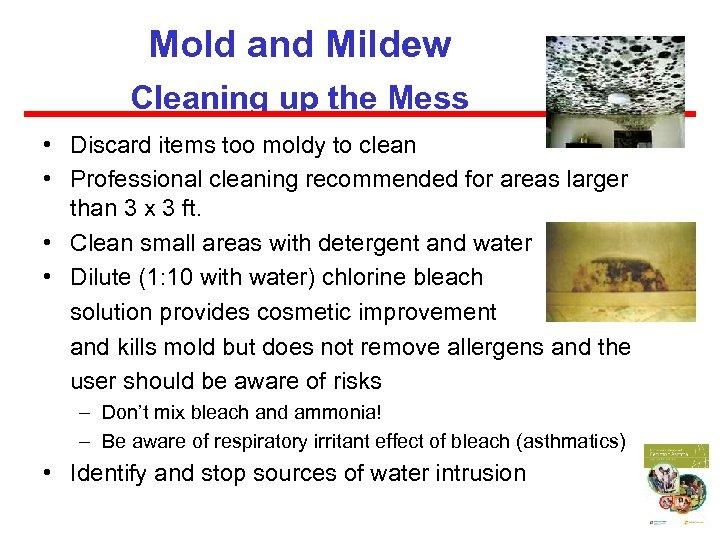 Mold and Mildew Cleaning up the Mess • Discard items too moldy to clean