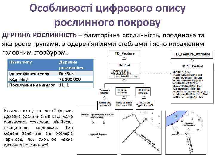 Особливості цифрового опису рослинного покрову ДЕРЕВНА РОСЛИННІСТЬ – багаторічна рослинність, поодинока та яка росте