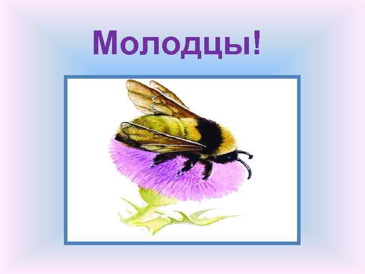 Молодцы! 