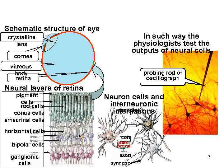 Schematic structure of eye In such way the physiologists test the outputs of neural