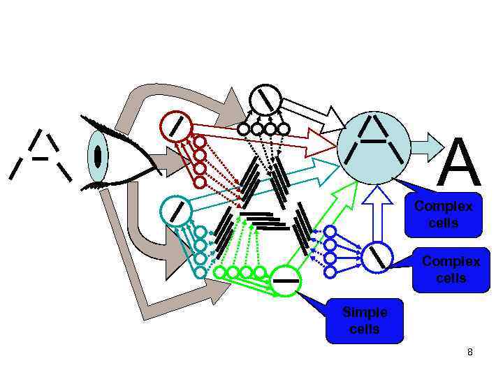 A Complex cells Simple cells 8 