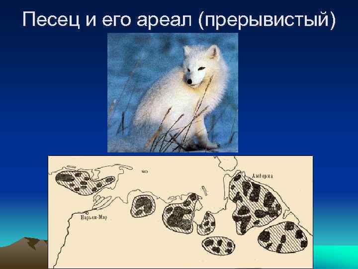 Песец и его ареал (прерывистый) 