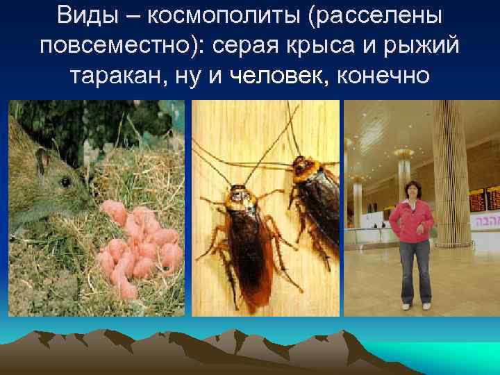 Виды – космополиты (расселены повсеместно): серая крыса и рыжий таракан, ну и человек, конечно