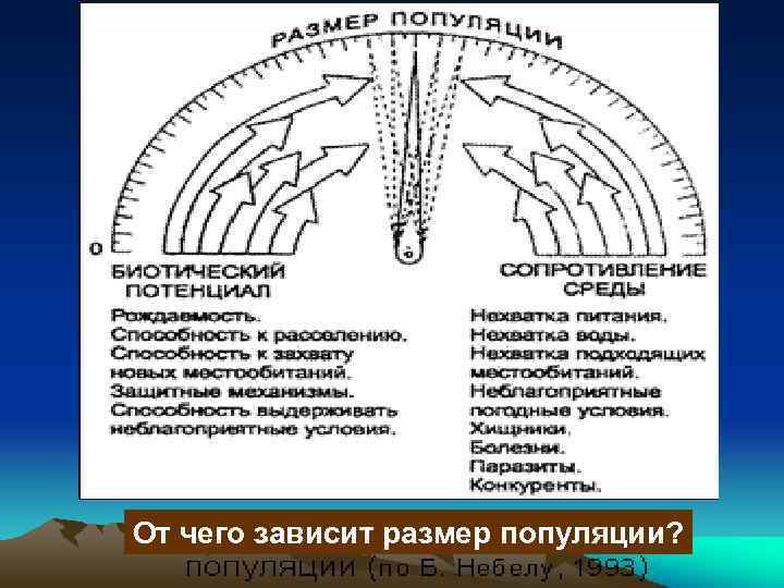 От чего зависит размер популяции? 