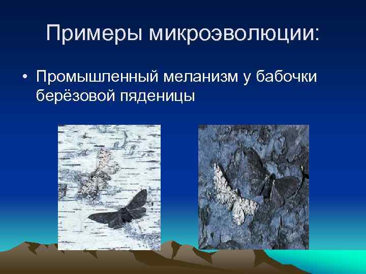 Примеры микроэволюции: • Промышленный меланизм у бабочки берёзовой пяденицы 