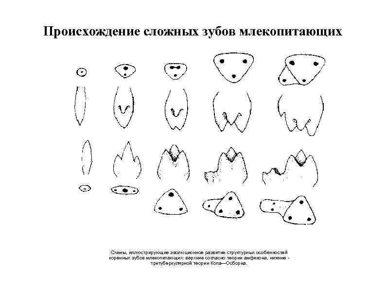 Происхождение сложных зубов млекопитающих Схемы, иллюстрирующие эволюционное развитие структурных особенностей коренных зубов млекопитающих: верхние