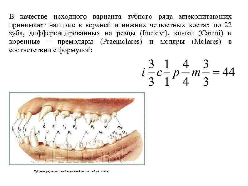 В качестве исходного варианта зубного ряда млекопитающих принимают наличие в верхней и нижних челюстных