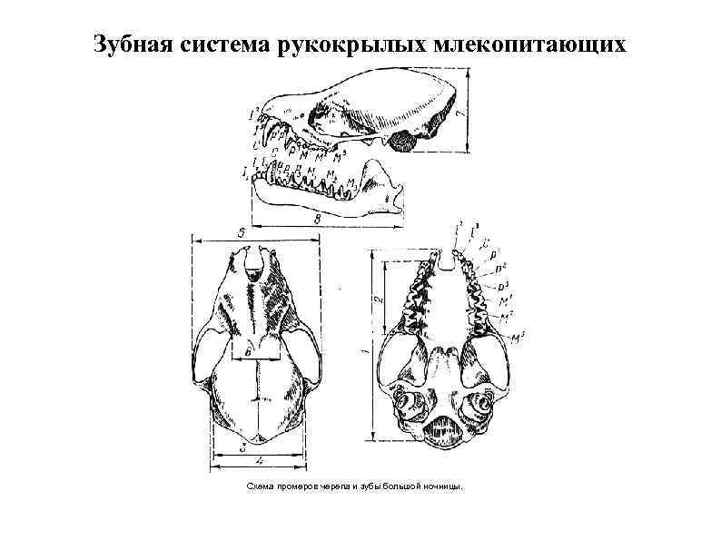 Практическая работа исследование зубной системы млекопитающих. Череп рукокрылых зубная формула. Отряд рукокрылые зубная формула. Зубная система млекопитающих анатомия. Зубная система рукокрылых млекопитающих.