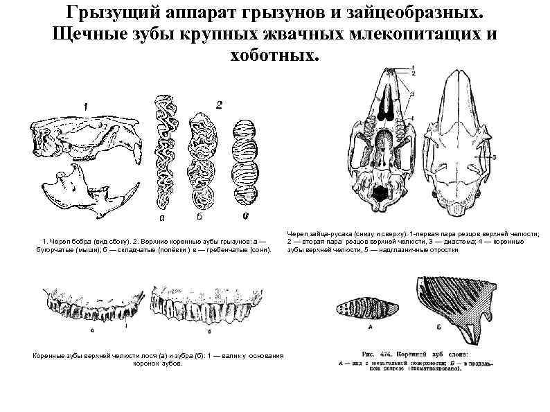 Грызущий аппарат грызунов и зайцеобразных. Щечные зубы крупных жвачных млекопитащих и хоботных. 1. Череп