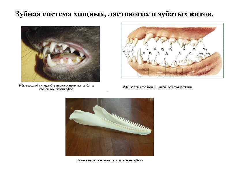 Зубная система хищных, ластоногих и зубатых китов. Зубы взрослой куницы. Стрелками отмеченны наиболее сточенные