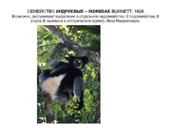 СЕМЕЙСТВО ИНДРИЕВЫЕ – INDRIIDAE BURNETT, 1828 Возможно, заслуживает выделения в отдельное надсемейство. 2 подсемейства,