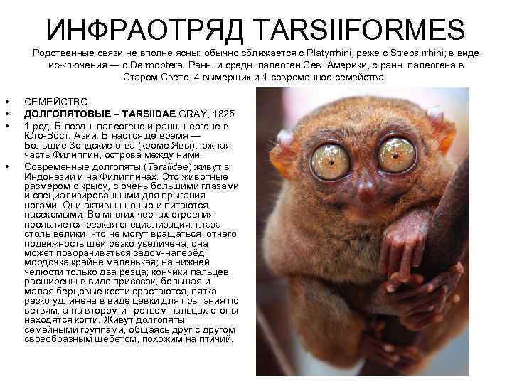 ИНФРАОТРЯД TARSIIFORMES Родственные связи не вполне ясны: обычно сближается с Platyrrhini, реже с Strepsirrhini;