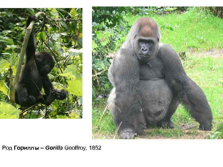 Род Гориллы – Gorilla Geoffroy, 1852 