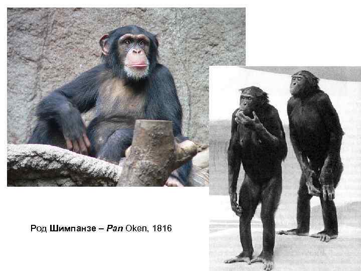 Шимпанзе какой род в русском языке. Шимпанзе род. Шимпанзе мужской род. Род шимпанзе в русском. Шимпанзе женский род.