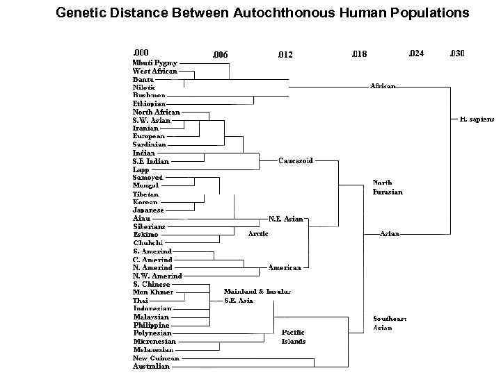Genetic Distance Between Autochthonous Human Populations 