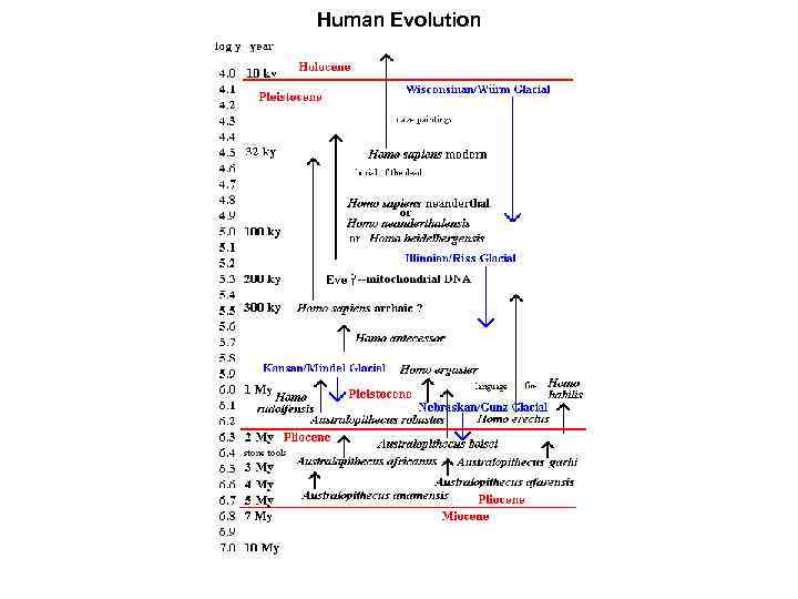 Human Evolution 