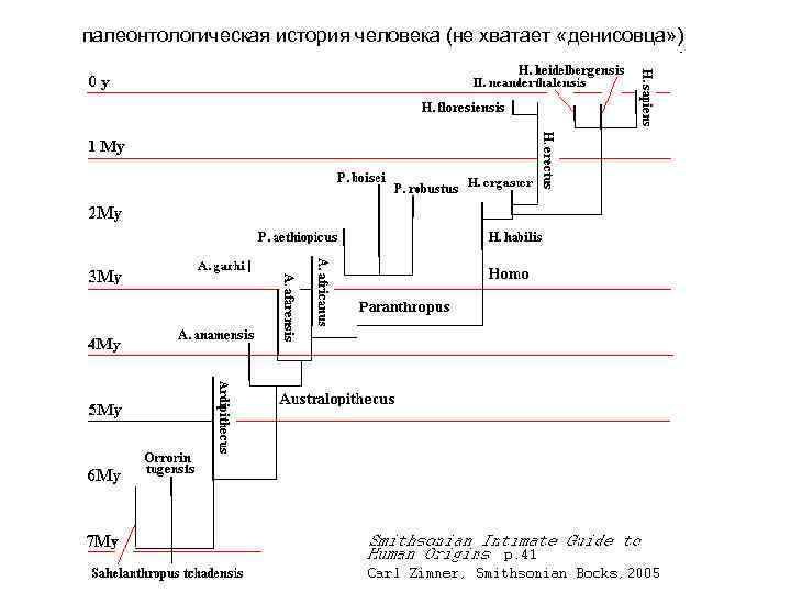 палеонтологическая история человека (не хватает «денисовца» ) 