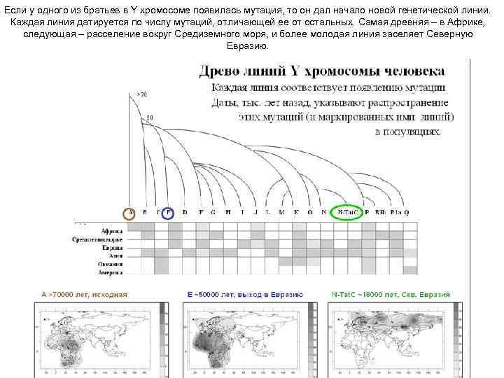 Если у одного из братьев в Y хромосоме появилась мутация, то он дал начало