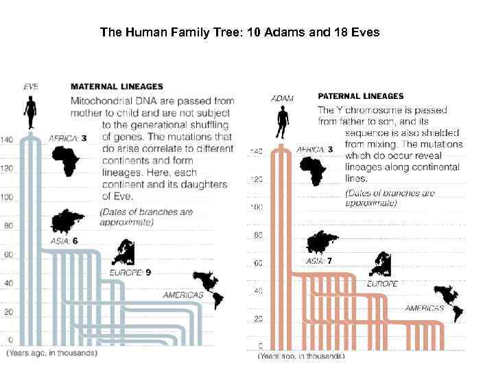 The Human Family Tree: 10 Adams and 18 Eves 