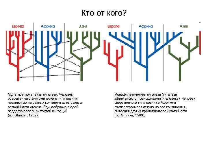 Кто от кого? Мультирегиональная гипотеза. Человек современного анатомического типа возник независимо на разных континентах