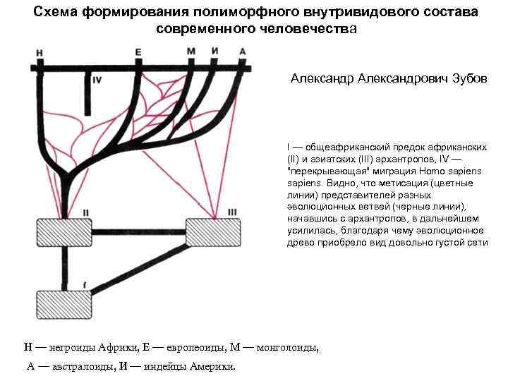 Схема формирования полиморфного внутривидового состава современного человечества Александрович Зубов I — общеафриканский предок африканских