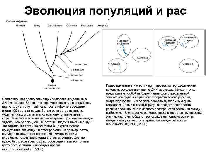 Эволюция популяций и рас Эволюционное древо популяций человека, по данным о ДНК-маркерах. Видно, что