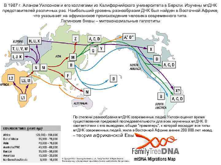 В 1987 г. Аланом Уилсоном и его коллегами из Калифорнийского университета в Беркли. Изучены