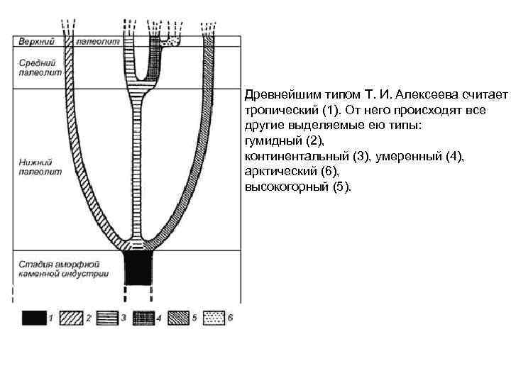 Древнейшим типом Т. И. Алексеева считает тропический (1). От него происходят все другие выделяемые