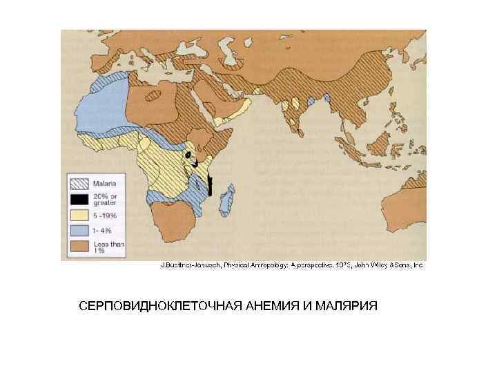 CЕРПОВИДНОКЛЕТОЧНАЯ АНЕМИЯ И МАЛЯРИЯ 
