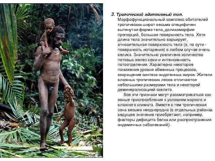  3. Тропический адаптивный тип. Морфофункциональный комплекс обитателей тропических широт весьма специфичен: вытянутая форма