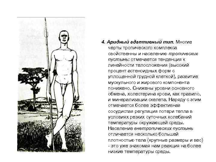  4. Аридный адаптивный тип. Многие черты тропического комплекса свойственны и населению тропических пустынь:
