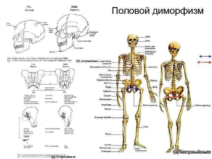 Половой диморфизм человека презентация