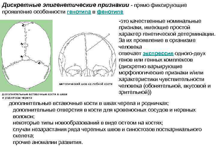 Швы лобной кости