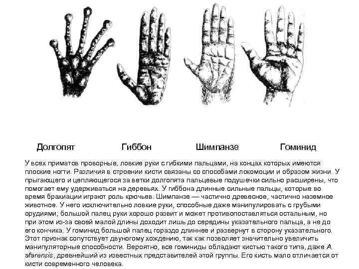 Советы мудрого гиббона руководство чертежи размеры