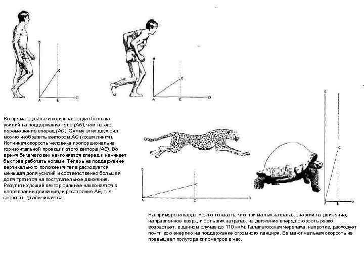 Во время ходьбы человек расходует больше усилий на поддержание тела (АВ), чем на его