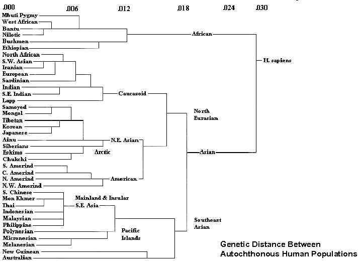 Genetic Distance Between Autochthonous Human Populations 